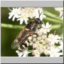 Stratiomys singularior - Waffenfliege 01 13mm.jpg